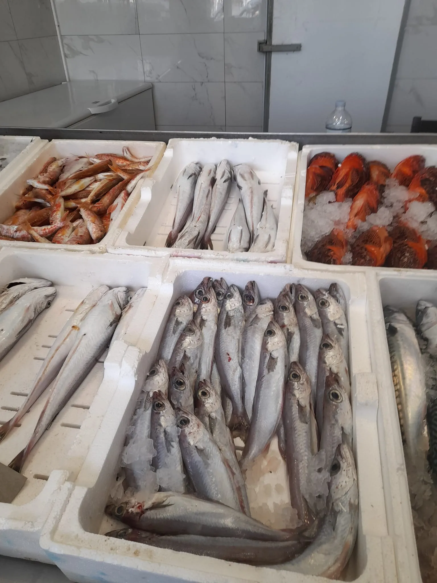 Premium fresh Aegean seafood selection at Skiathos Fish Market, 48 Ethnikis Antistaseos